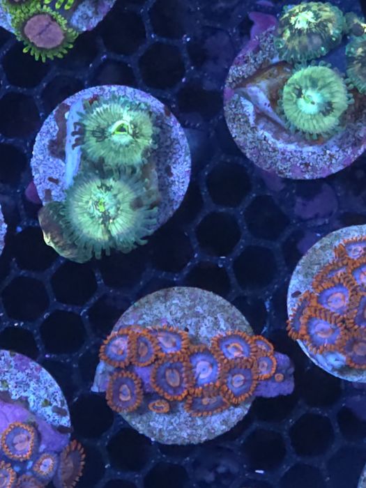 Frags de zoas, corais de agua salgada