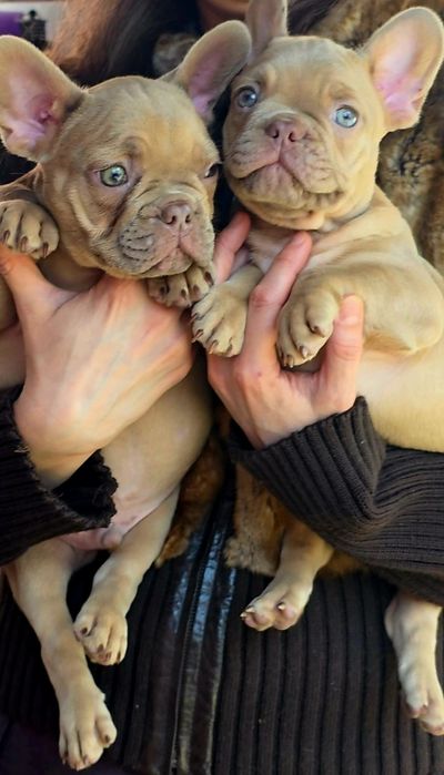 Французький бульдог.