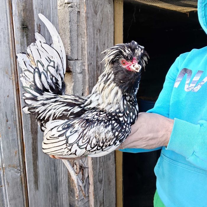 Koguty dorosłe sprzedam