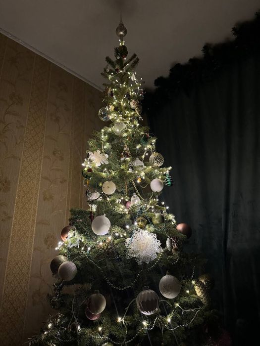 Ялиця, ялинка новорічна, туя, ялина, сосна, ель голубая  від 100гр,