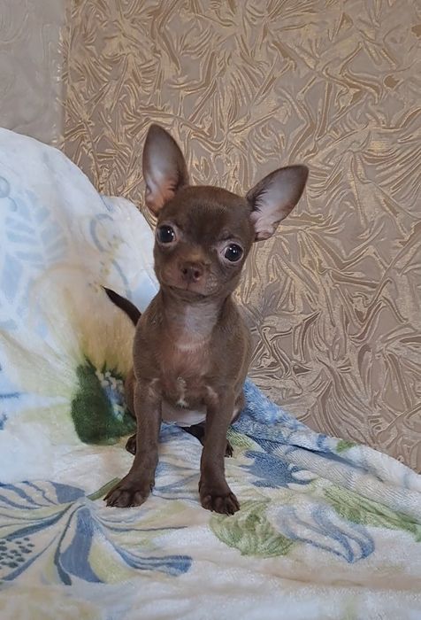 Маленькая шоколадочка