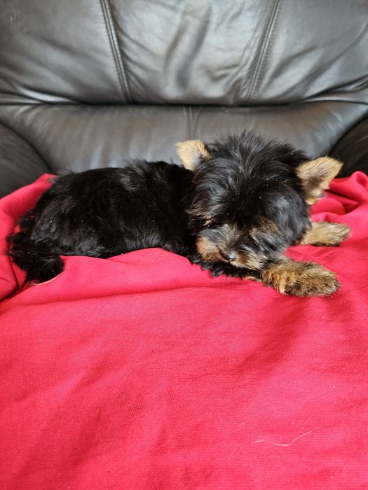 York terrier carier piekny  piesek