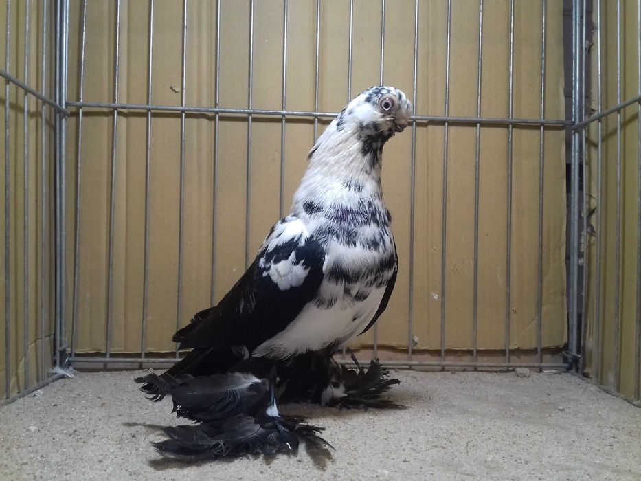 Motyl motyle samiec 2025 gołębie ozdobne