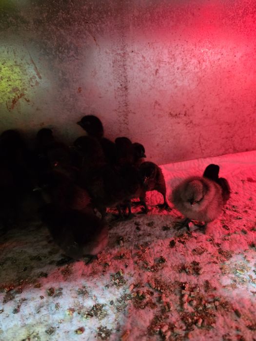 Курчата Бірківська барвиста