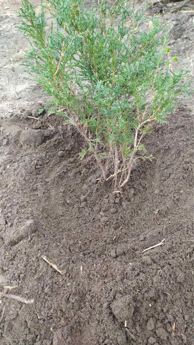 Продам можжевельник