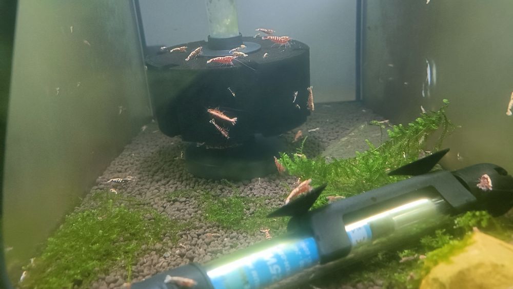 Caridina Galaxy fishbone
