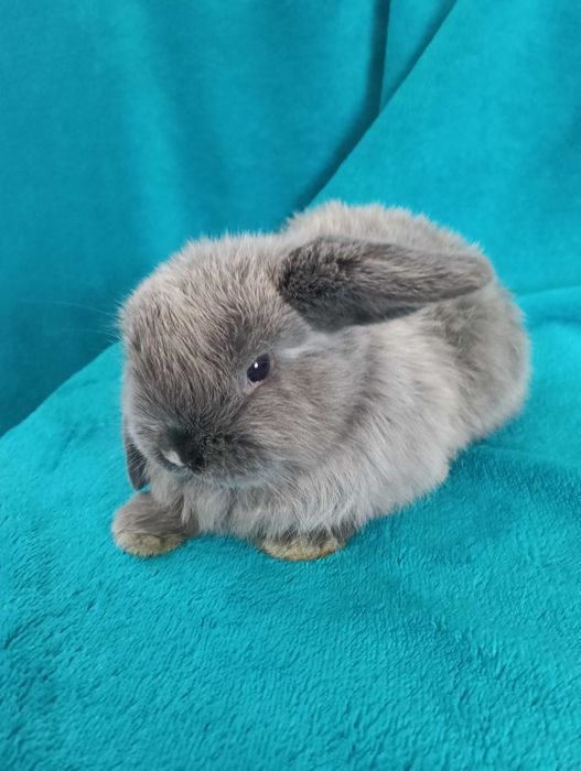 Króliki miniaturki Mini Lop