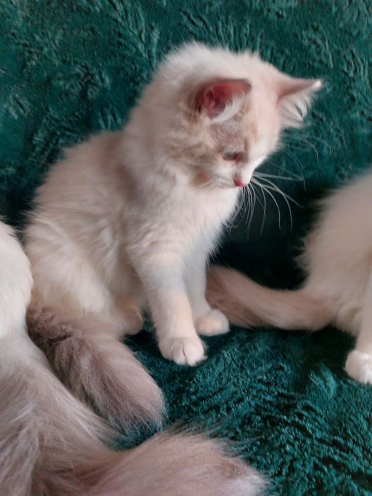 Felsia do rezerwacji Ragdoll FPL/FIFE