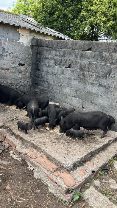 Porcos vietnamitas