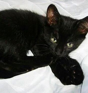 Чорні котики в добрі руки