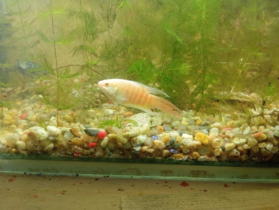 Peixe paraíso albino