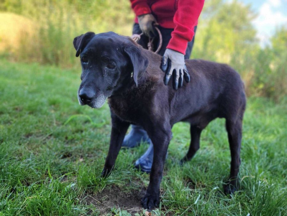 Poczciwy, porzucony SENIOREK szuka domu !! Do adopcji !!