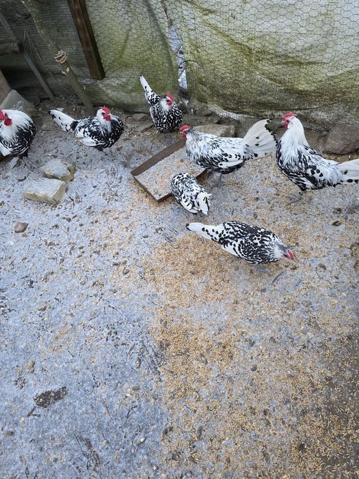 Silki ,hamburskie,lakenvender, biegusy,kogutki mix