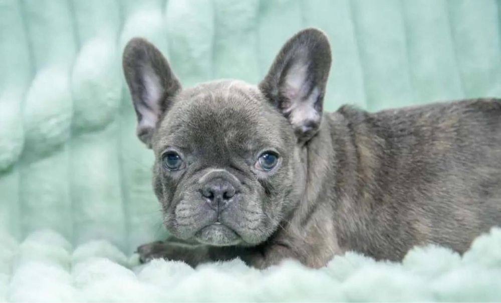 Bulldog Frances femea 2 meses