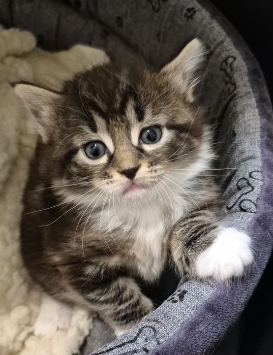 Kocurek Syberyjski Pawlickie Skarby *PL