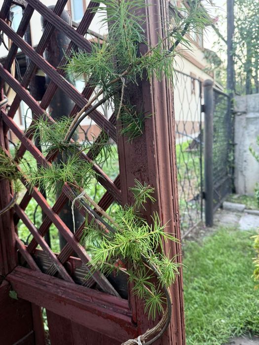 Формована модрина 1200 грн