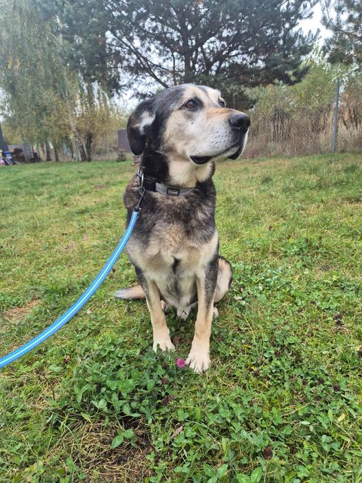 URATUJ BORYSA – duży, owczarkowaty pies o wielkim sercu czeka na dom!