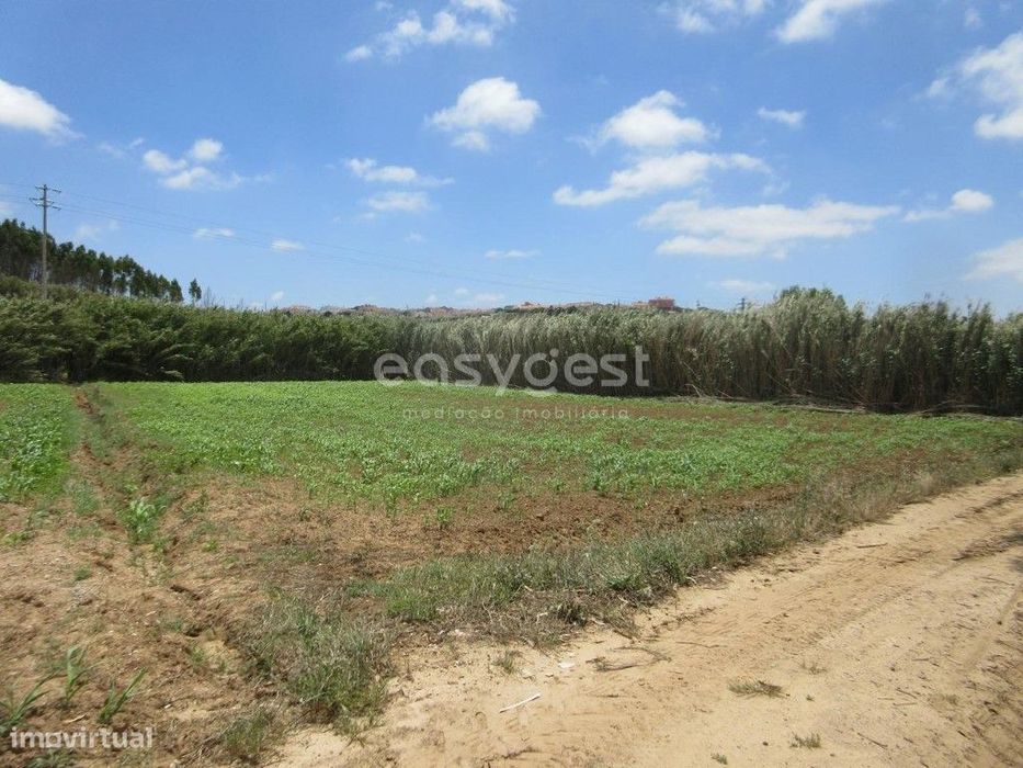 Terreno agrícola de 5920 m2 em Vale Verde, muito perto da Lourinhã — Lourinhã E Atalaia, Lisboa