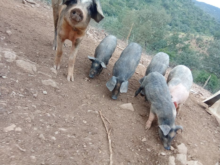 Leitões e porcos