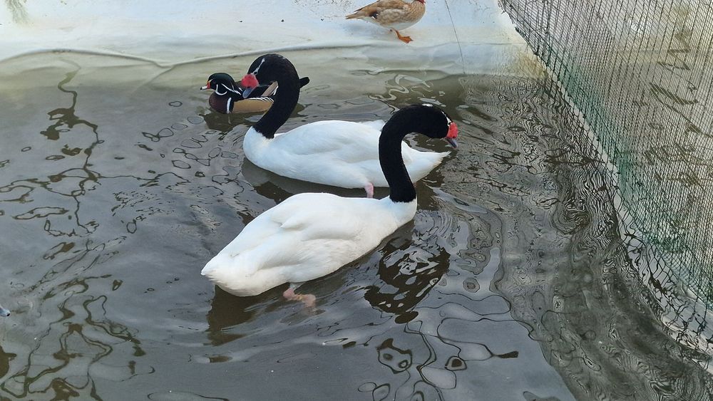 Casal de cisnes pescoço preto adultos reprodutores
