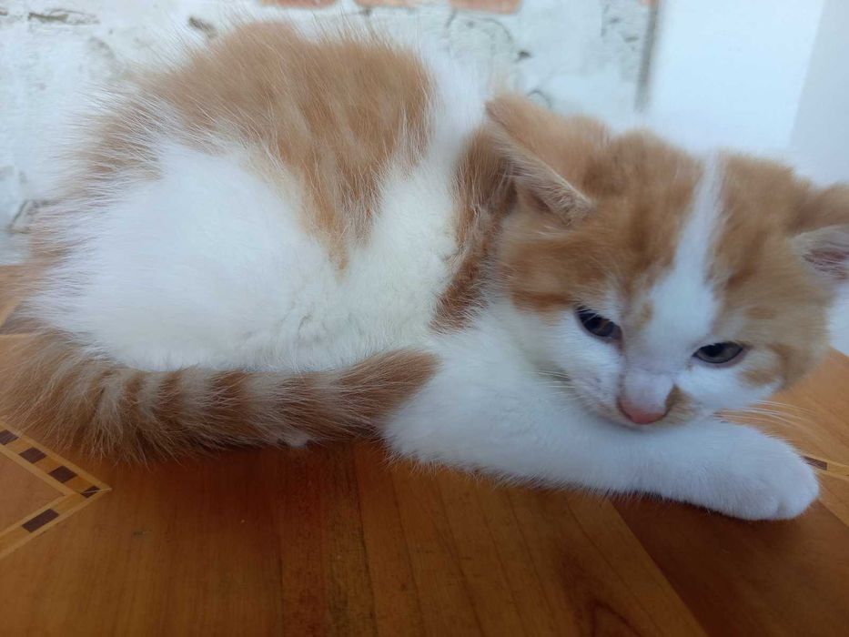Котики сибірської породи.