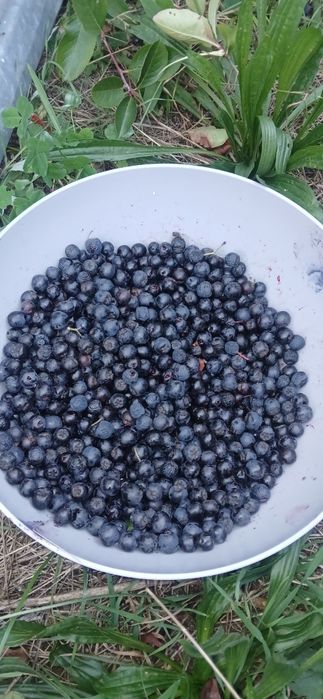 Aronia ekologiczna 11 kg