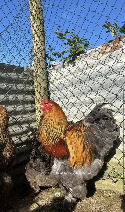 Brahma perdiz dourado / azul