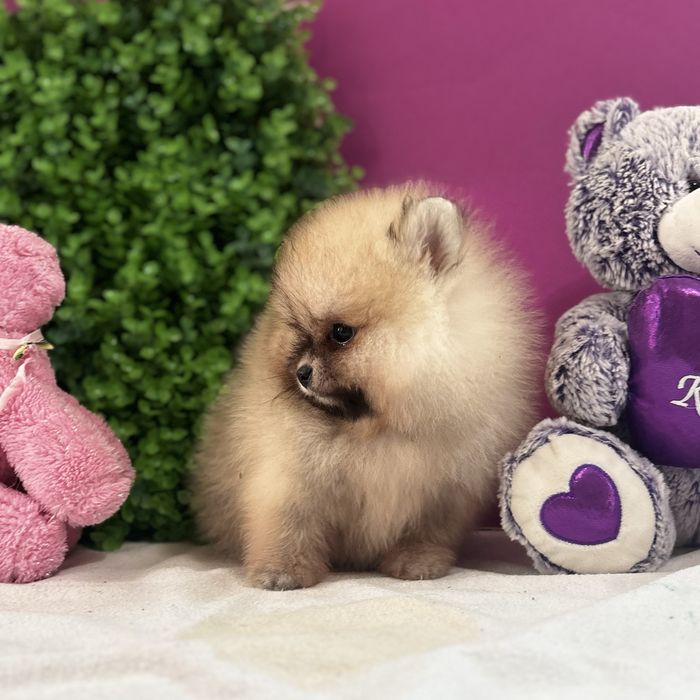 ляльковий Ведмедик шоу классу