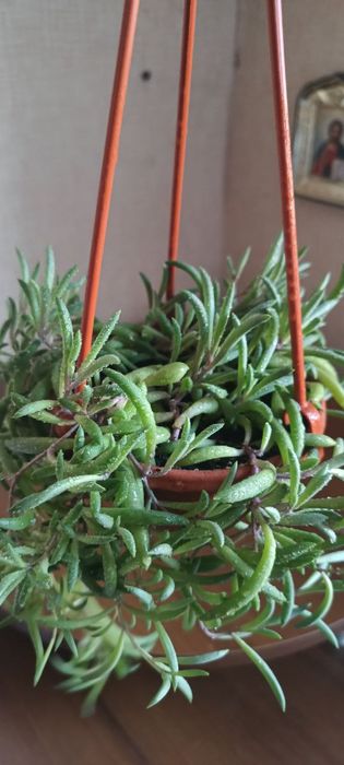 Хрестовник Оттона