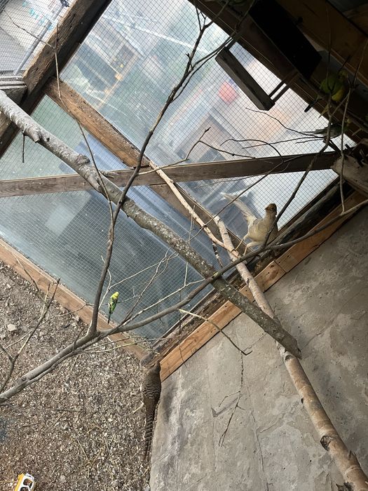 Sprzedam bażanty ozdobne para