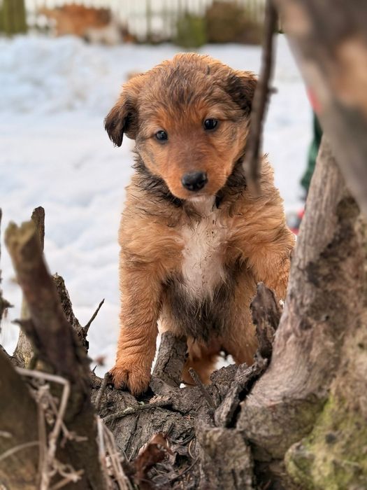 Oddam za darmo Szczeniaki