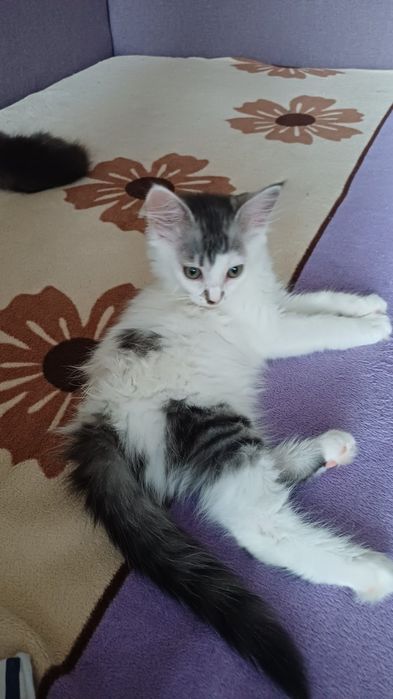Кошеня. Кіт. Киця.