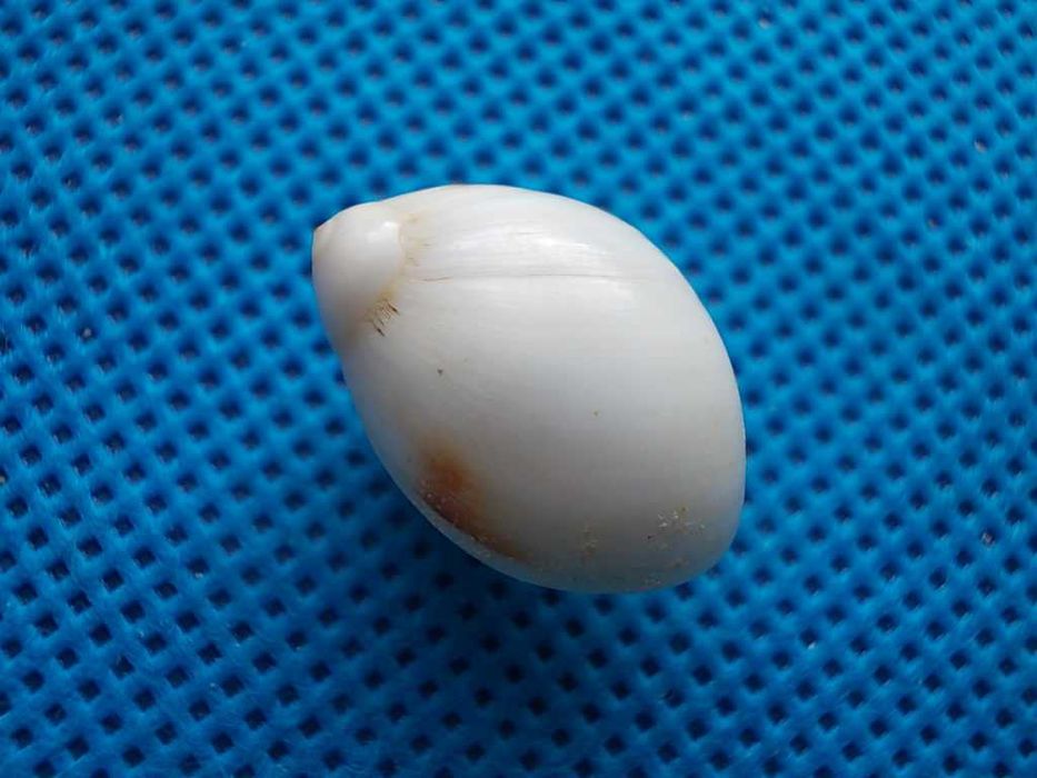 Muszle morskie- Polinices mammilla