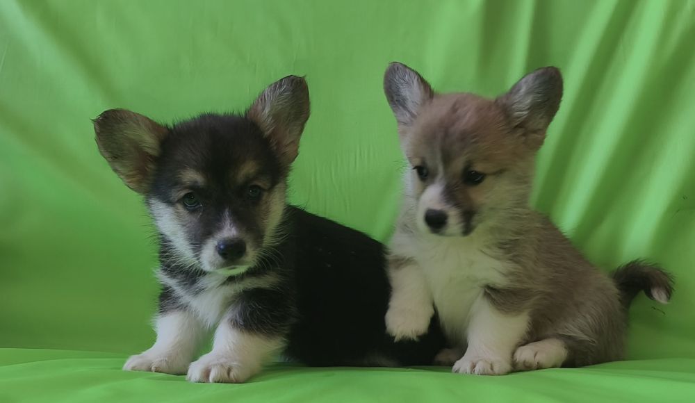 Корги мальчики и девочки.