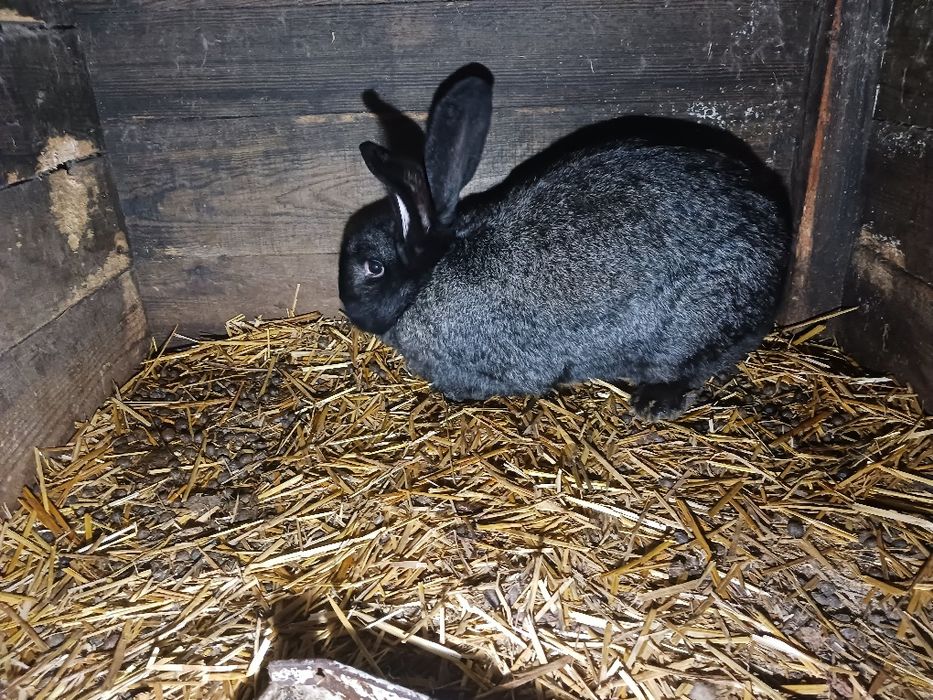 Króle żółte belgi sprzedam