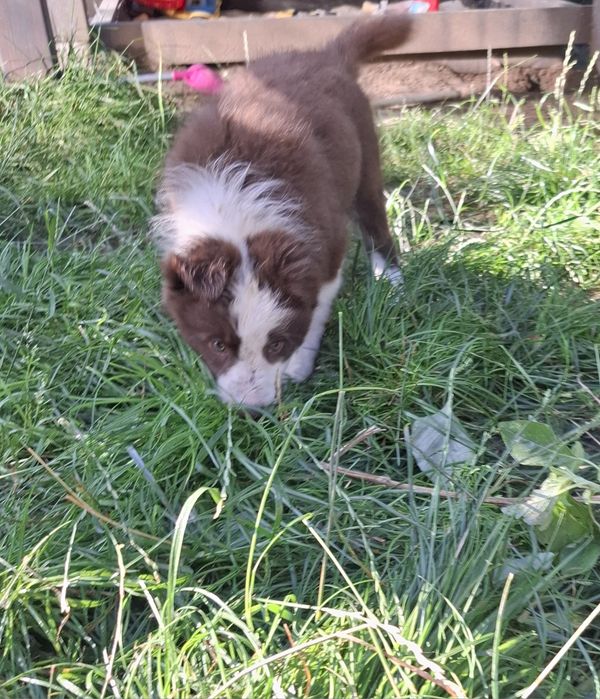 Benji szczeniak Border Collie