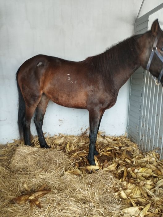 Troco poldra lusitana com livro azul