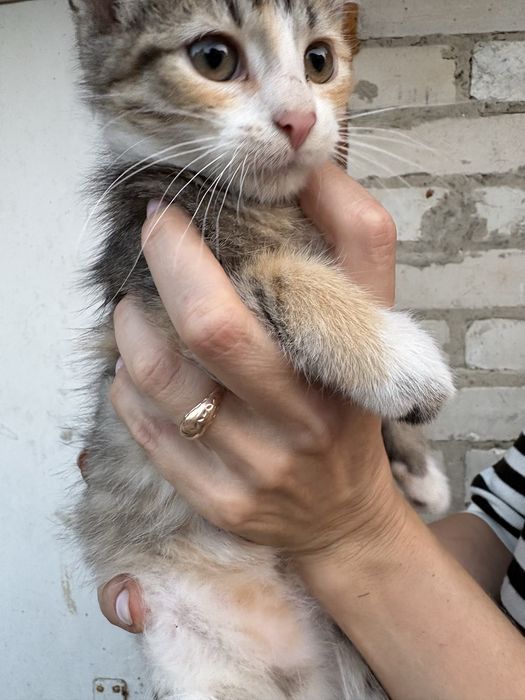Коти  безкоштовно