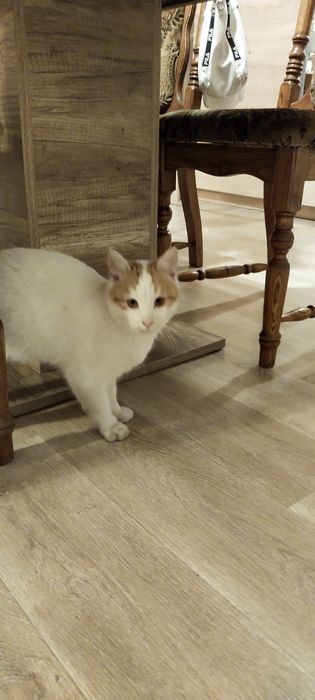 Uroczy Biały Kocurek Szuka Rodziny!