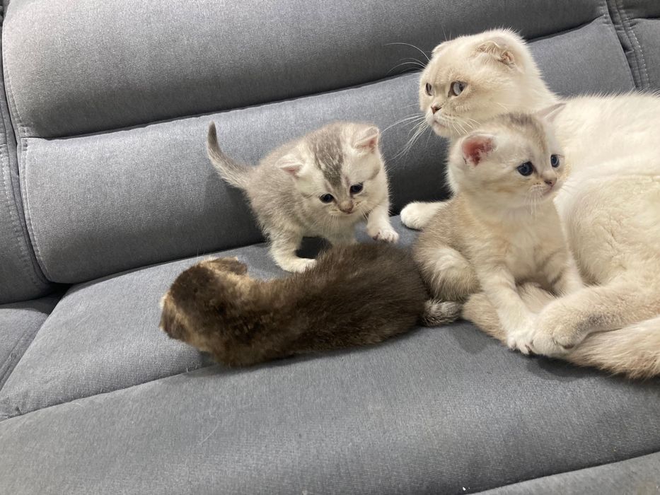 Шиншиловий хлопчик страйт