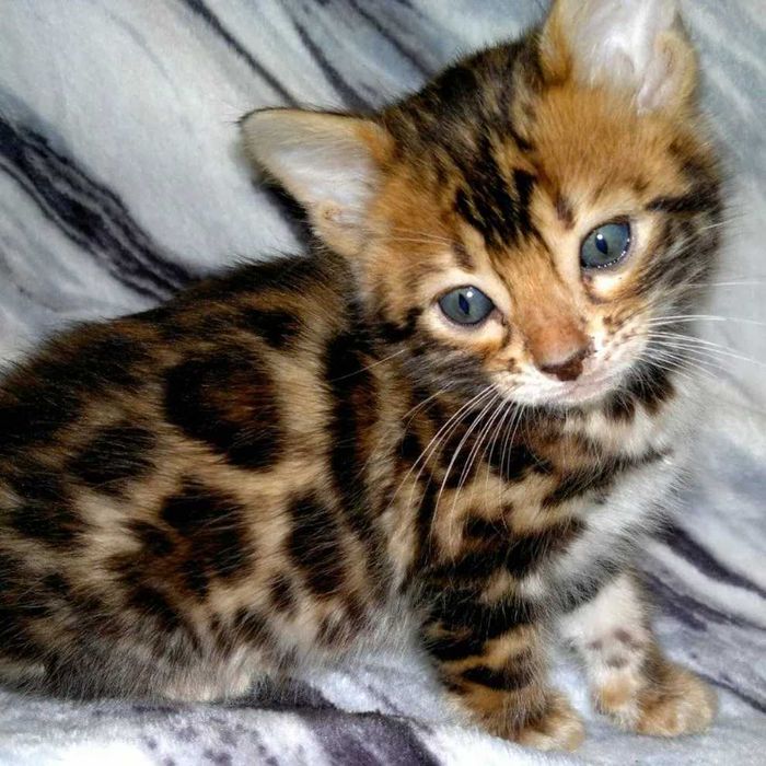 Шикарні бенгальські кошенятка. Всі BENn24 розетка на золоті