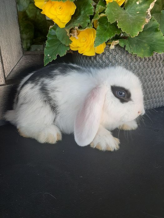 Króliki baranek miniaturka karzełek mini lop. Cena CAŁKOWITA.