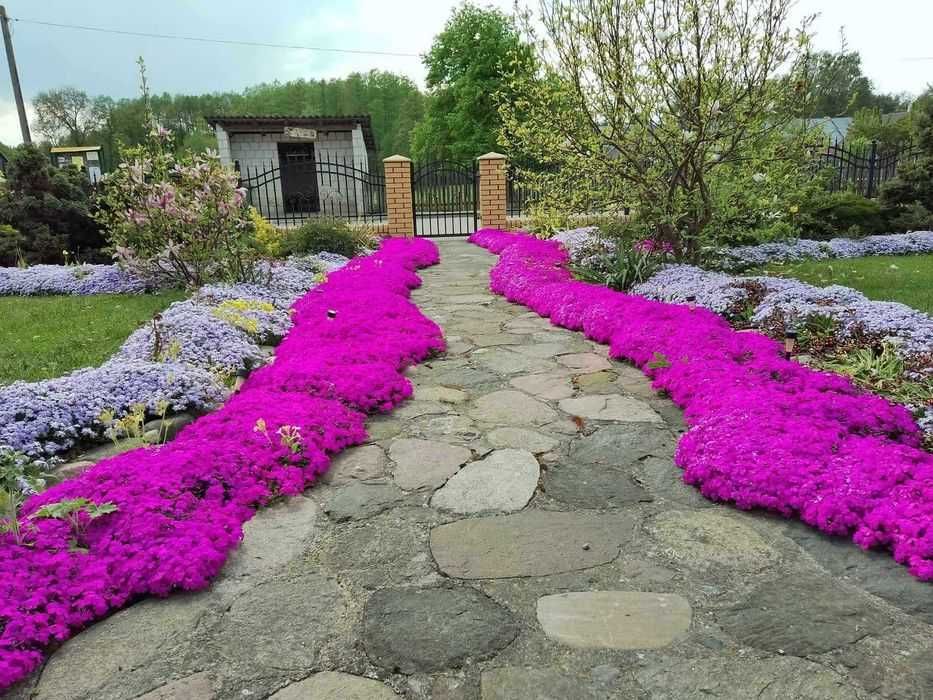 Floks szydlasty sadzonki