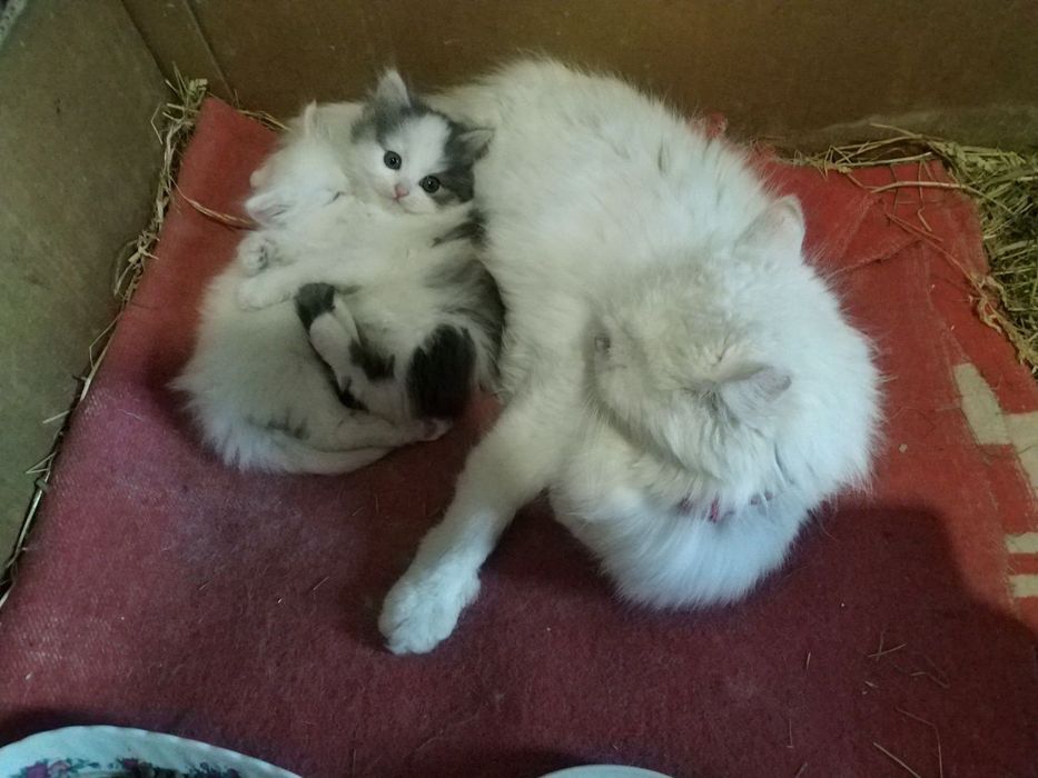 Віддам котят в добрі руки. НЕ ПИСАТИ В ОЛХ! Тільки дзвінки