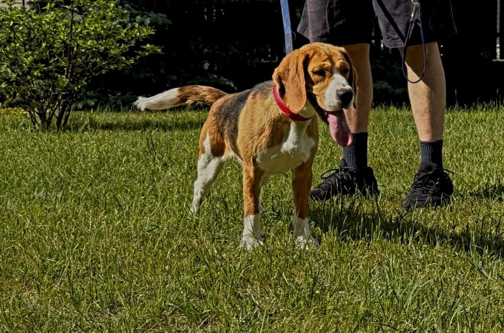 Piękna suczka rasy Beagle z rodowodem