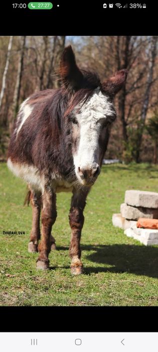 Osioł - oślica srokata