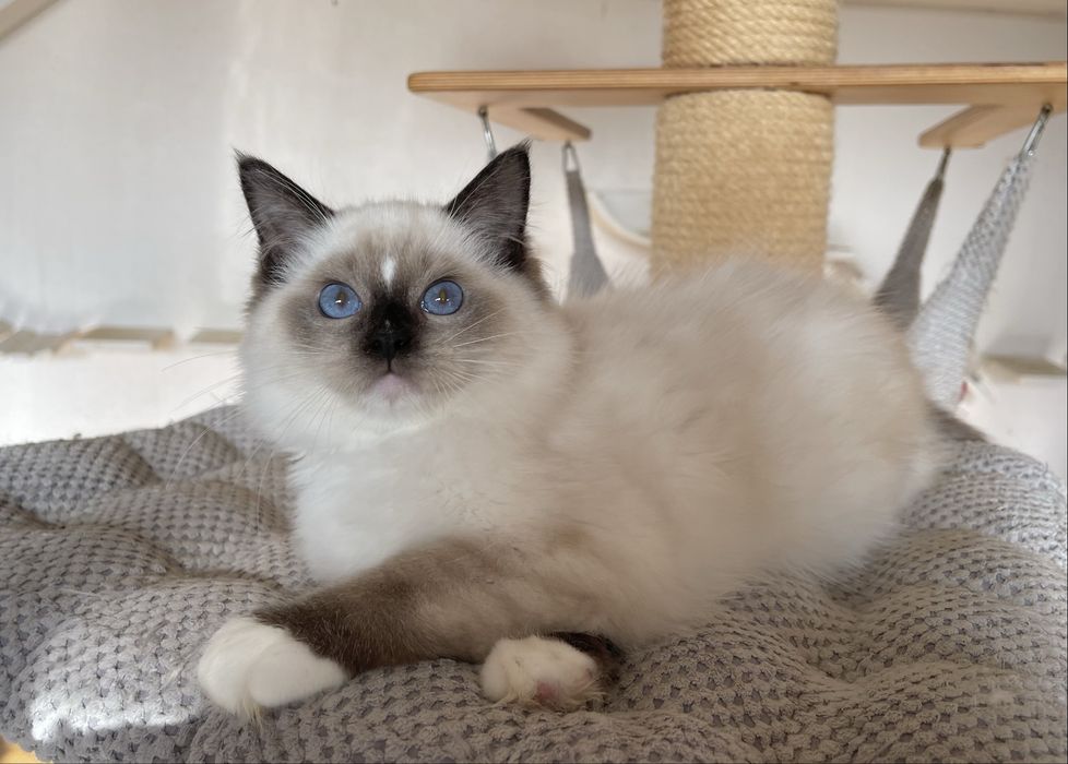 Kocurek Ragdoll Cenzo  seal mitted, rodowód FPL