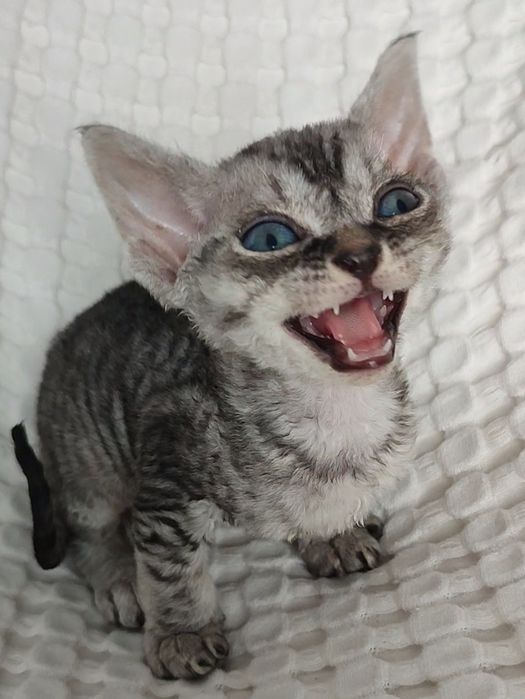 Раннє бронювання кошенят drx