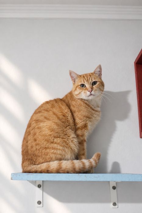 Pumpkin para adoção responsável