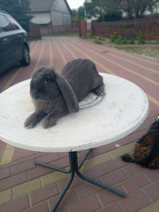 Samiec mieszany  Srokacz Niem/Baran Francuski